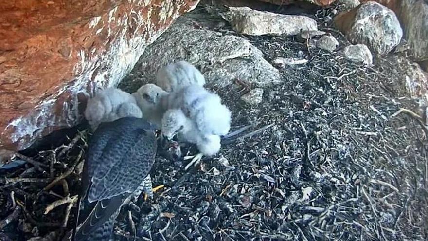 Nidificació del falcó pelegrí al Parc Natural de Sant Llorenç del Munt i l&#039;Obac