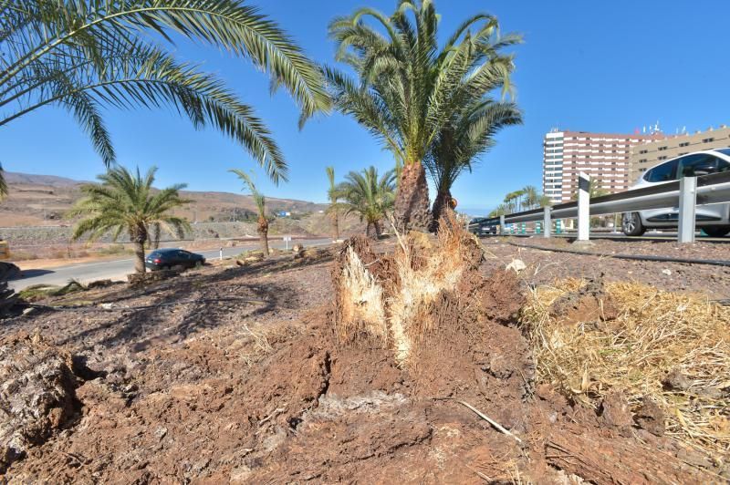 16-08-2018 LAS PALMAS DE GRAN CANARIA. Palmeras taladas en la obra de la rotonda de El Veril. Fotógrafo: ANDRES CRUZ  | 16/08/2018 | Fotógrafo: Andrés Cruz