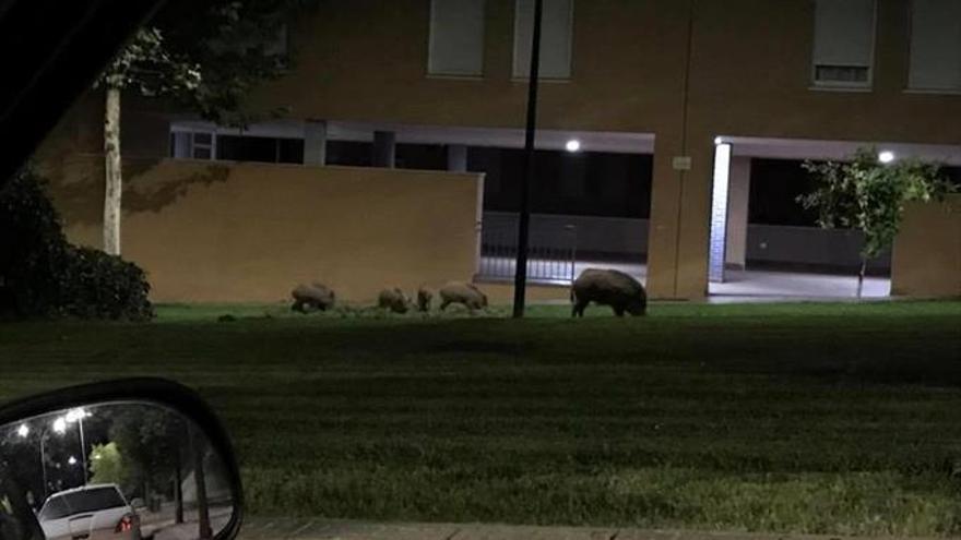 Varios jabalíes se recrean en las calles cacereñas