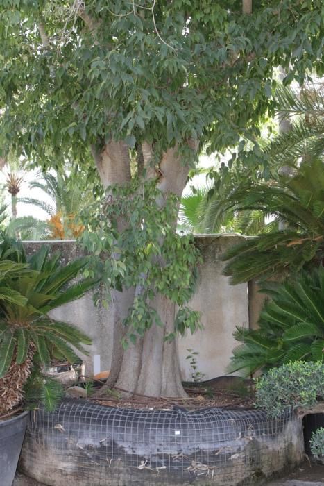 Mallorcas Gärtnereien: Bei „Jardins de Tramuntana“ sehen Besucher, welche Pﬂanzen auf der Insel gut gedeihen und wie viel Gestaltung möglich ist