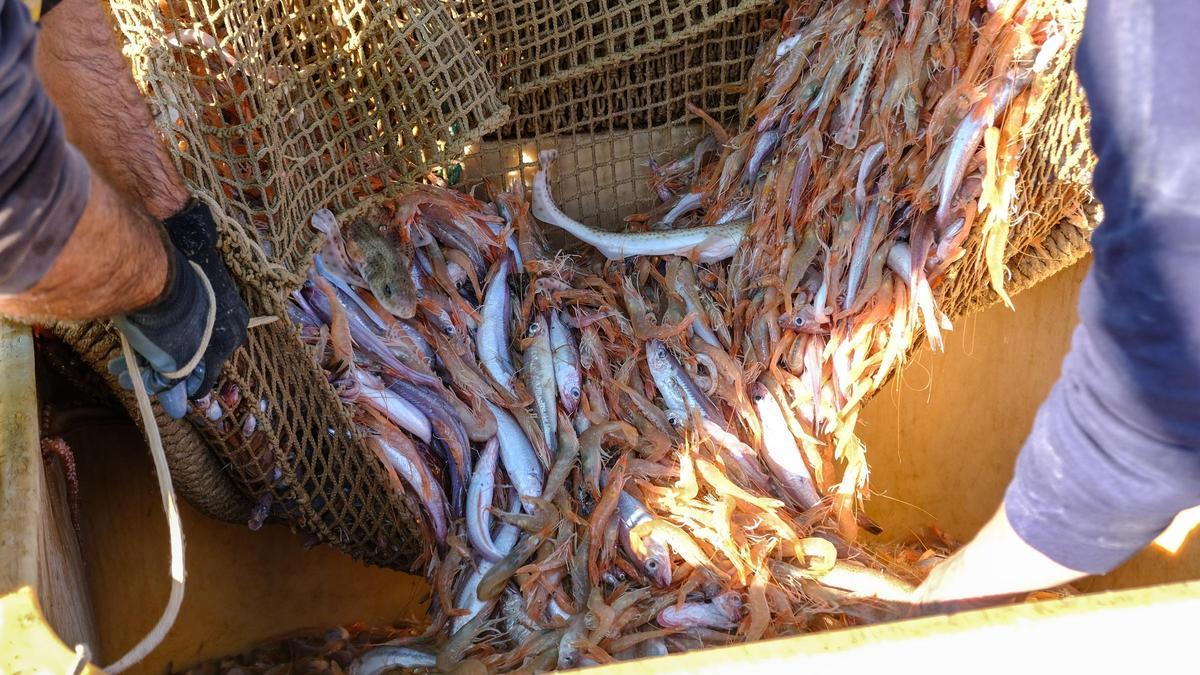 Capturas en alta mar de un barco que practica la pesca de arrastre en la provincia en una foto de archivo.