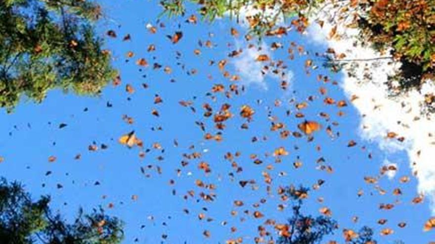 ¿Alicante llena de mariposas?