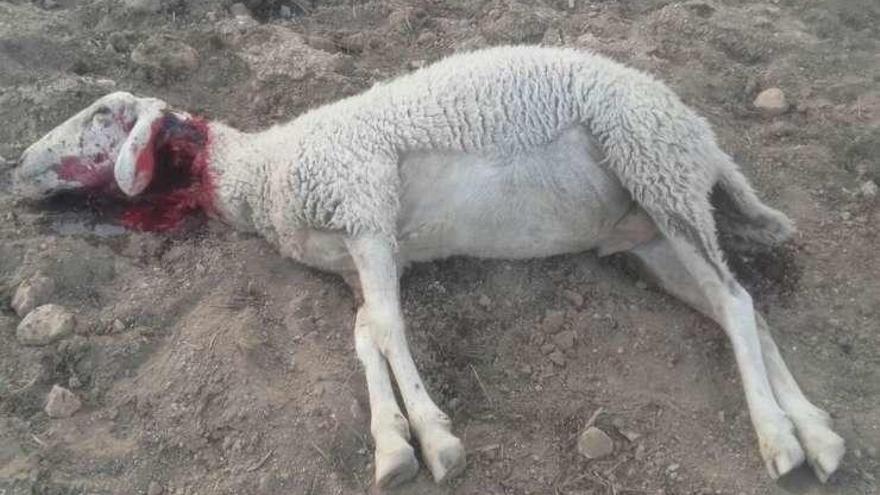 Oveja muerta en Sogo por un ataque de lobo.