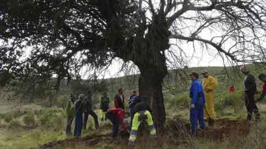 Los mozos portan el árbol en el carro a su paso por el puente del río Aliste.