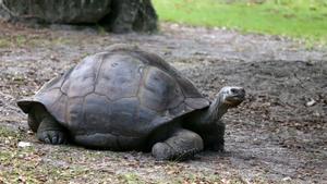 Ejemplar de la tortuga gigante Aldabra