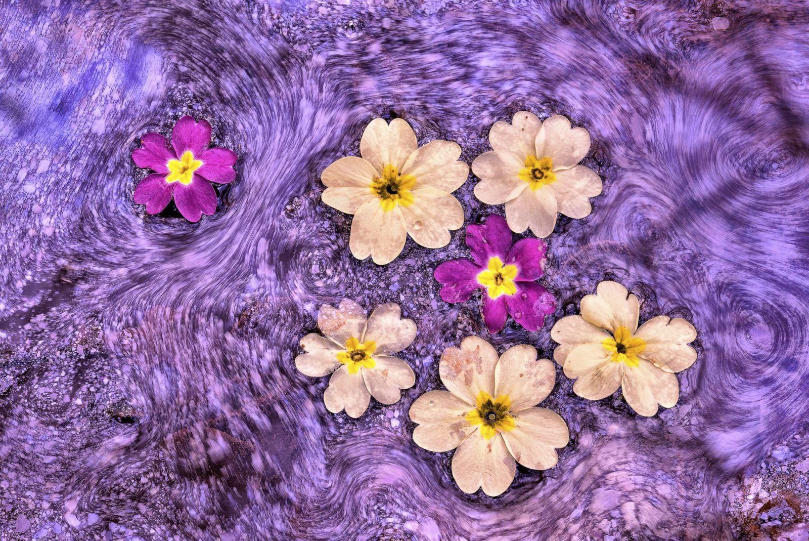 Flujo floral | CÉSAR LLANEZA RODRÍGUEZ / MEMORIAL «MARÍA LUISA» DE FOTOGRAFÍA Y VÍDEO DE MONTAÑA, NATURALEZA Y AVENTURA