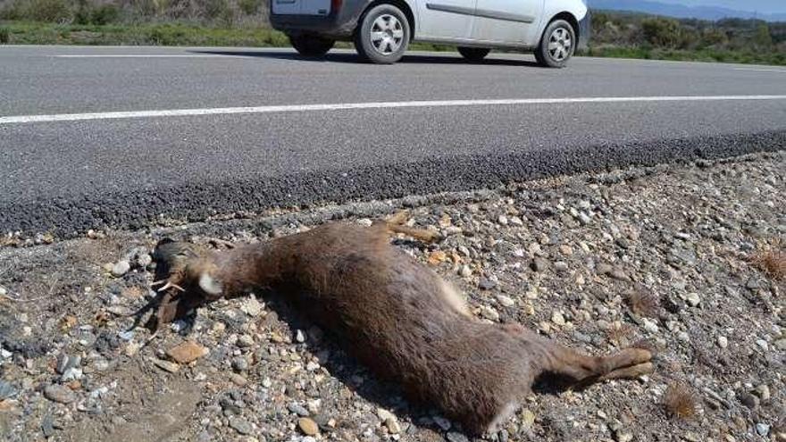 Un corzo provoca un nuevo accidente en la N-525