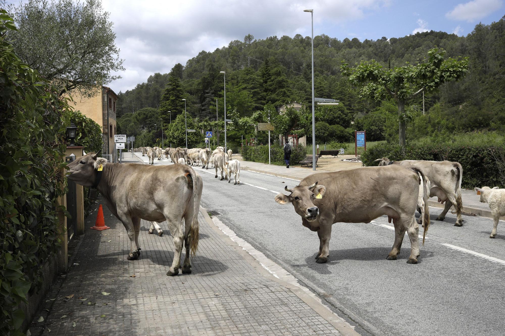 L’únic ramat transhumant de l’Empordà ja és a Llanars