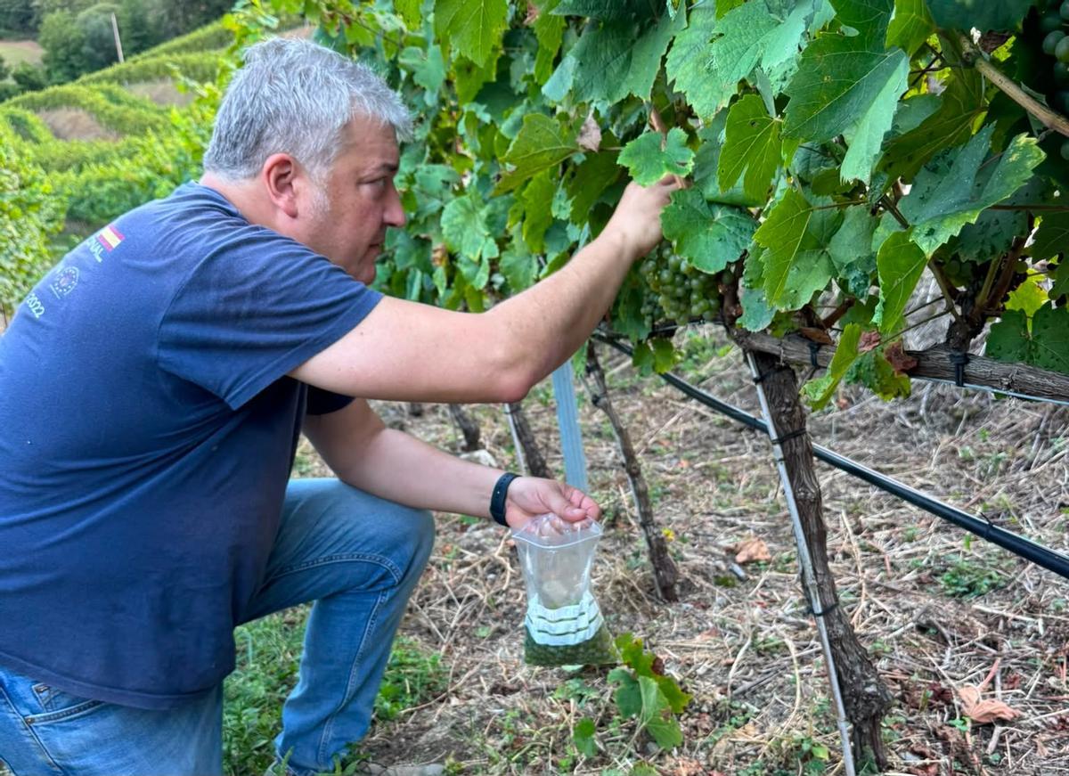 Lalo Méndez León recogiendo unas uvas para analizarlas.