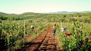 IGP Castelló: comarca vitivinícola Alto Palancia-Alto Mijares