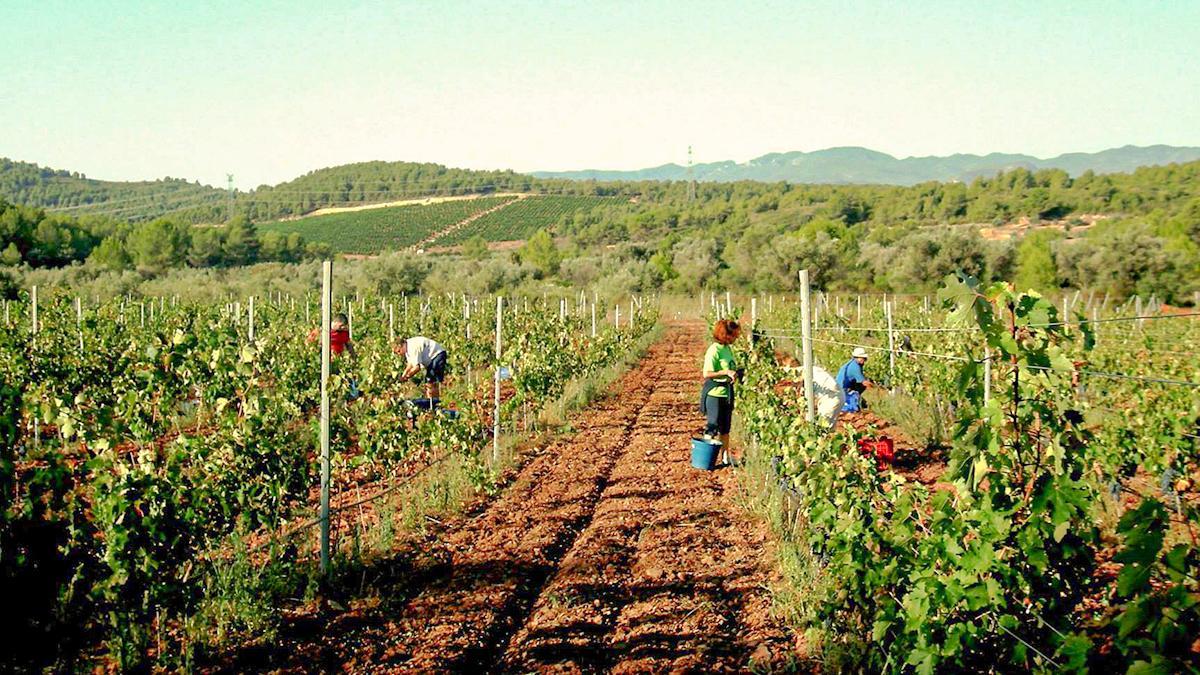 La comarca se define por los paisajes que modelan los vinos producidos.