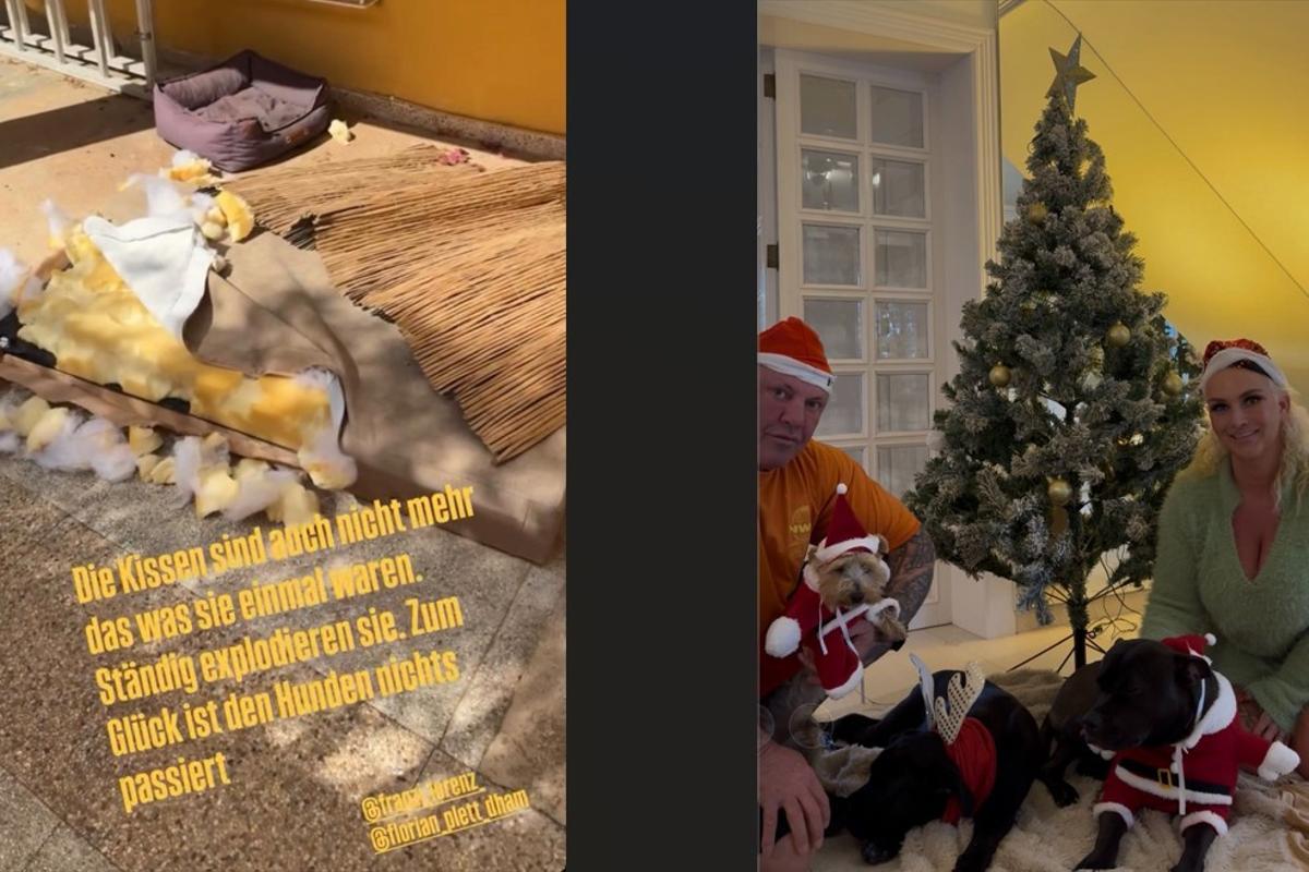 Die Haustiere der Robens zerstören immer wieder Dinge in deren Haus. Ein Grund, sie abzugeben?