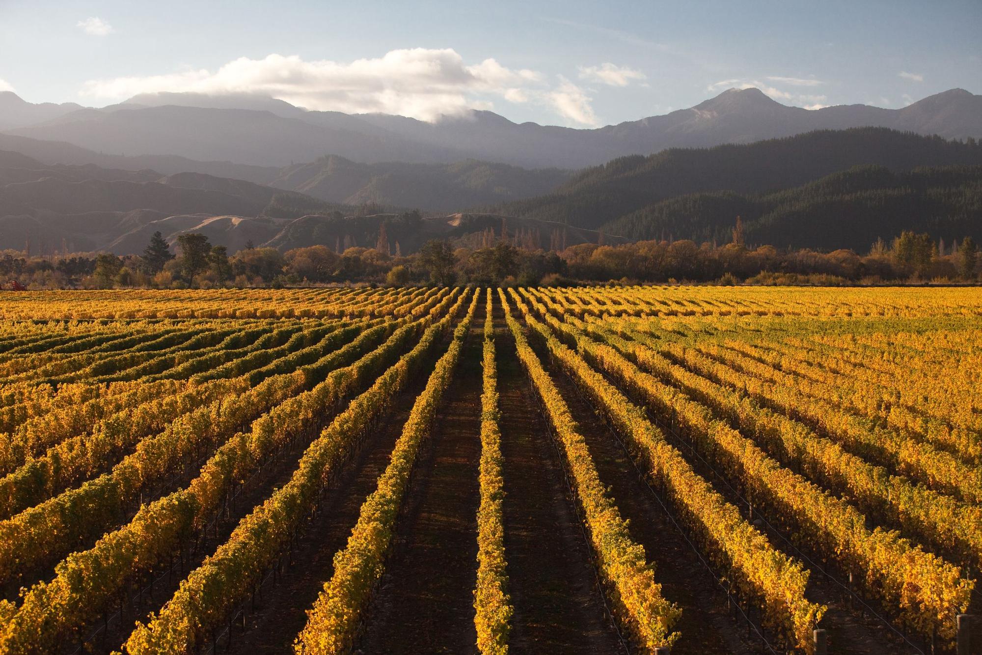 Una bodega de Marlborough al caer el sol