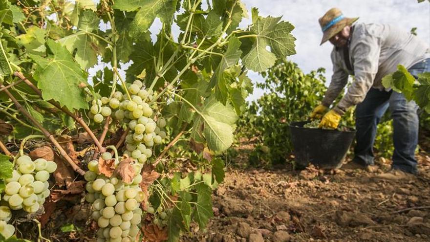 Córdoba ha perdido 24.196 hectáreas de tierras de cultivo en la última década