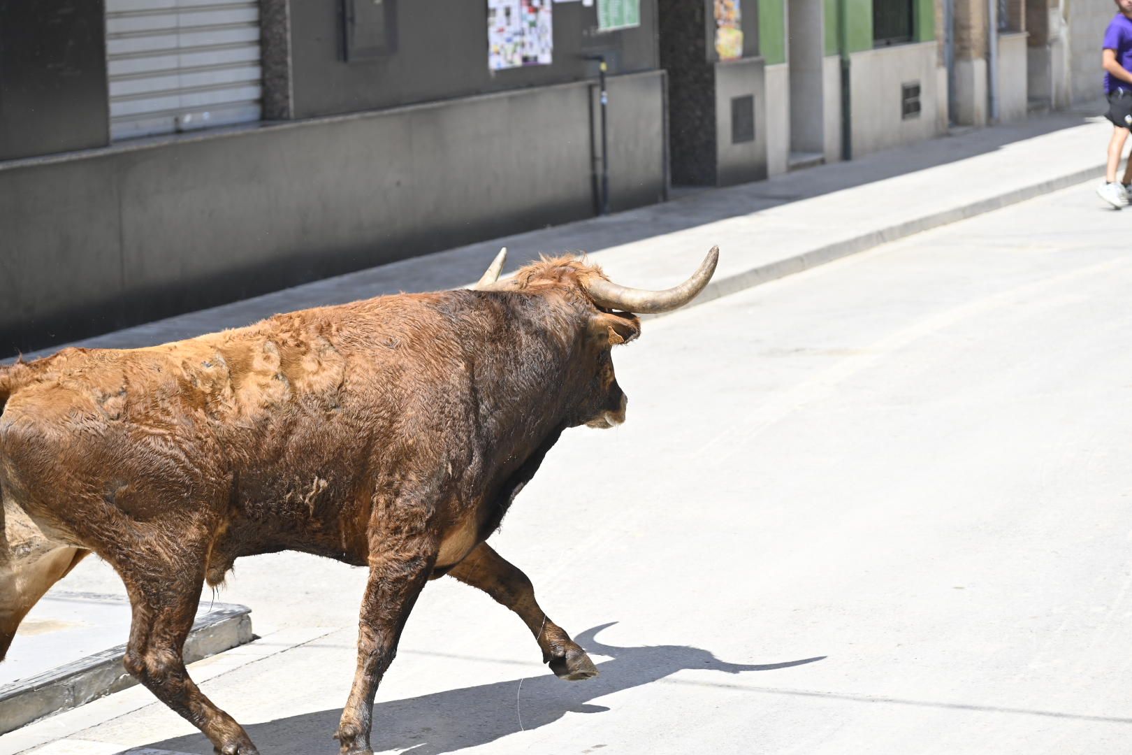 El ‘bou’ toma protagonismo mañana, tarde y noche en el Grau en fiestas