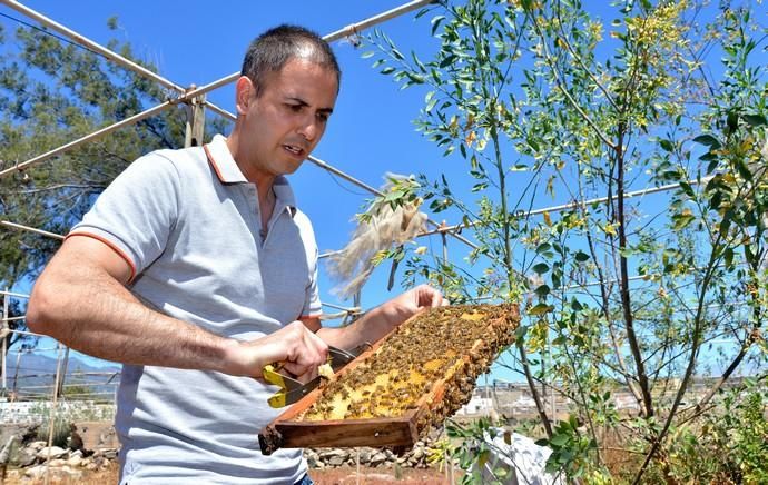 07/06/2018 EL CARACOL, TELDE. Colmenas de abejas ...