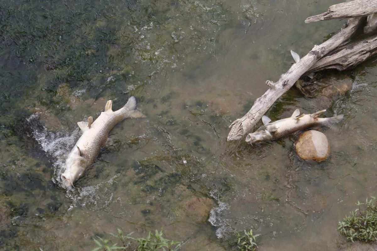 La mancha de orujo deja cientos de peces muertos en el Guadalquivir.