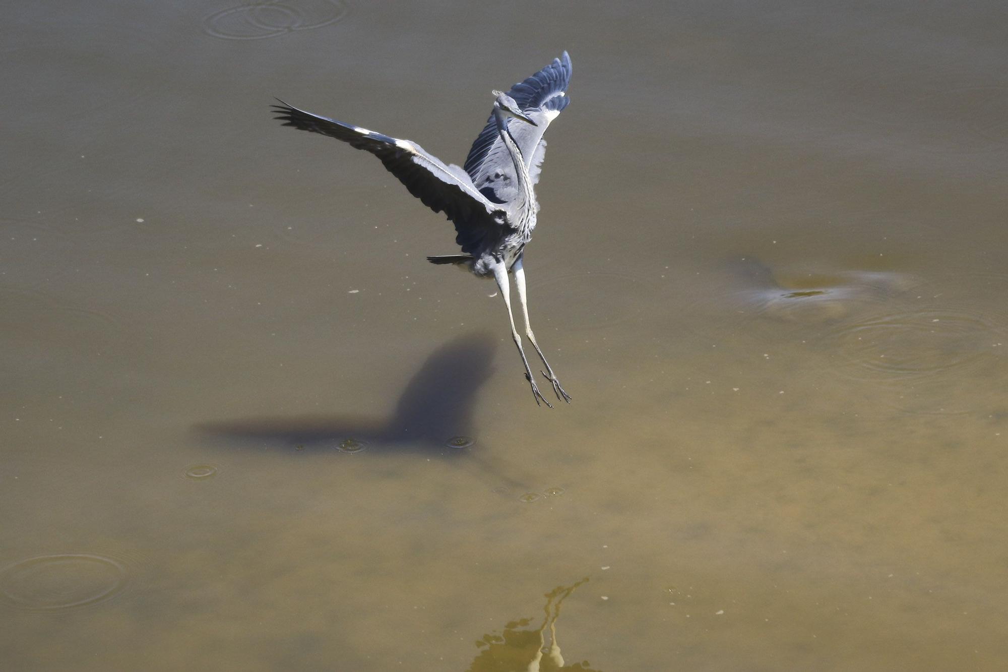 Zamora | Las aves del Duero, en peligro