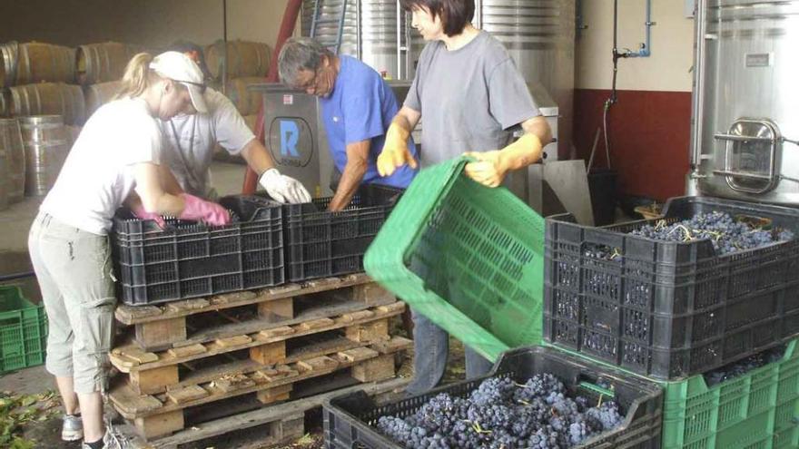 Trabajadores seleccionan uva en una bodega de la DO Toro.