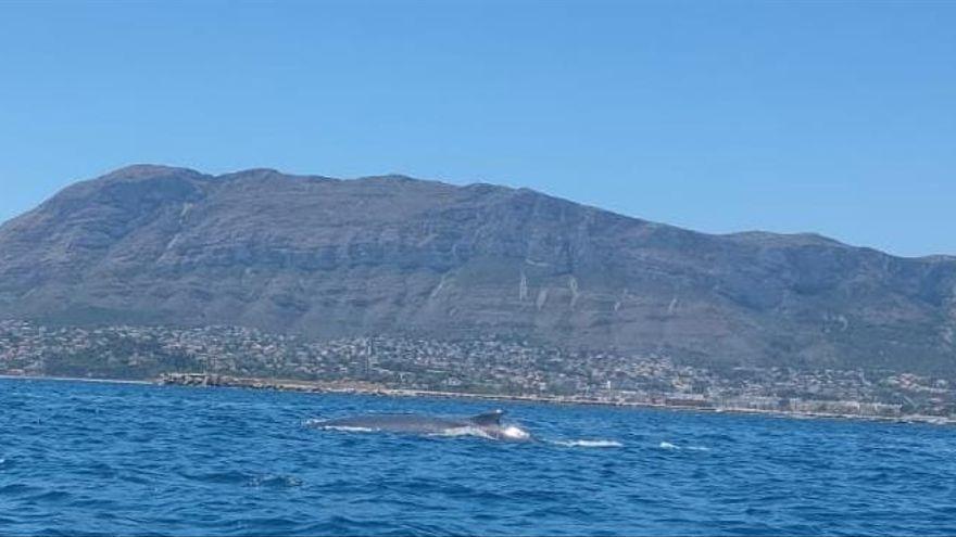 Una de las ballenas con el Montgó al fondo