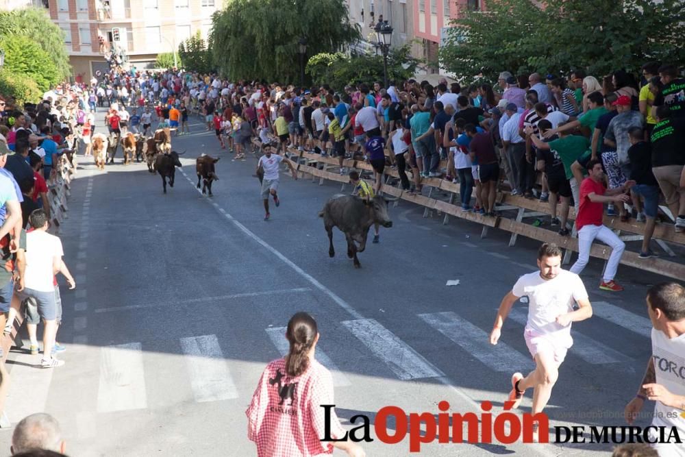 Última suelta de vacas en Moratalla