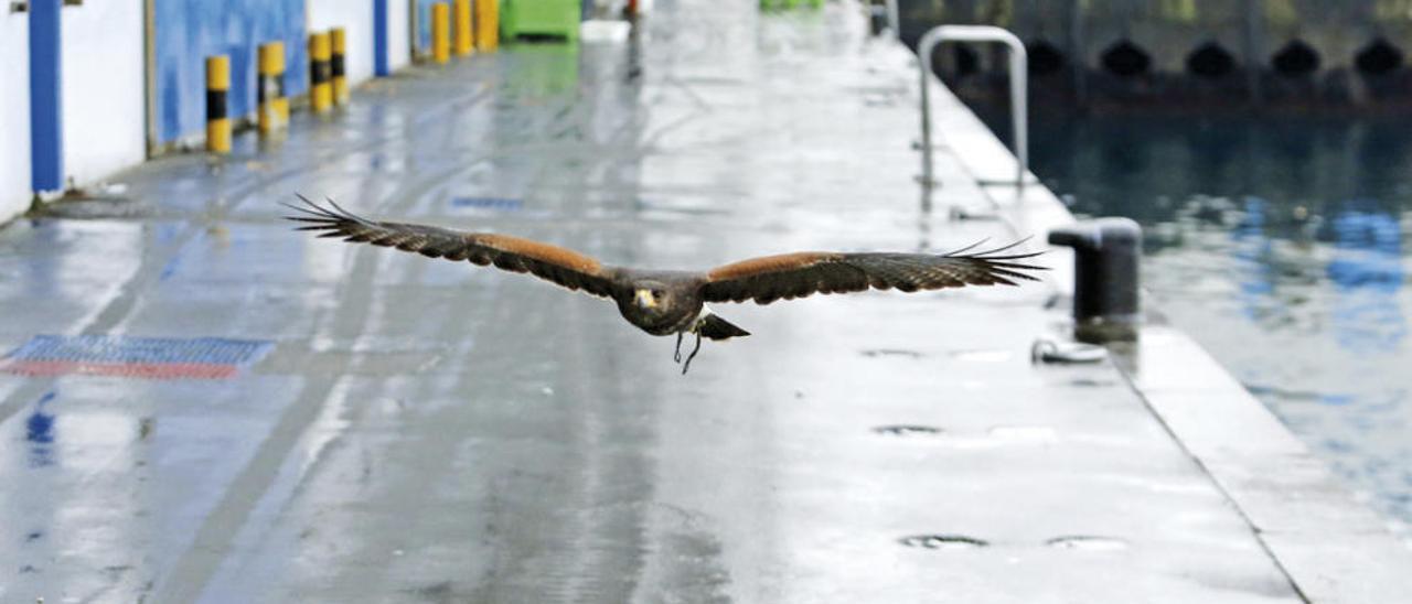 Un águila sobrevuela el puerto de O Berbés para ahuyentar la presencia de gaviotas. // Marta G. Brea