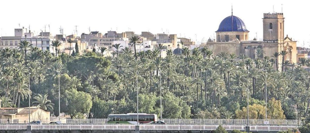 Vistas del Palmeral Histórico y del casco antiguo de Elche.