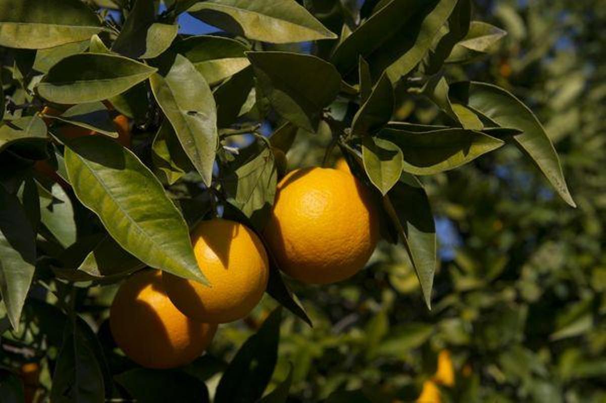 Castellón, una tierra que brinda productos agroalimentarios de calidad