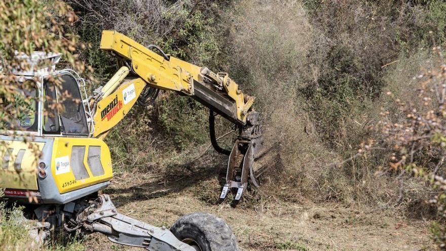 Arranque de árboles infectados en parcelas de cultivos El Comtat