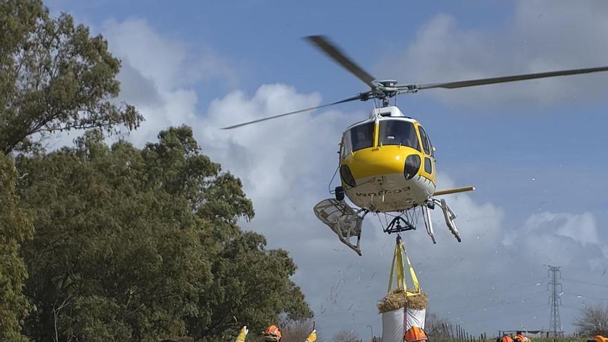 Vídeo | Un helicóptero lleva alimento a 480 ovejas aisladas en Arroyo de San Serván