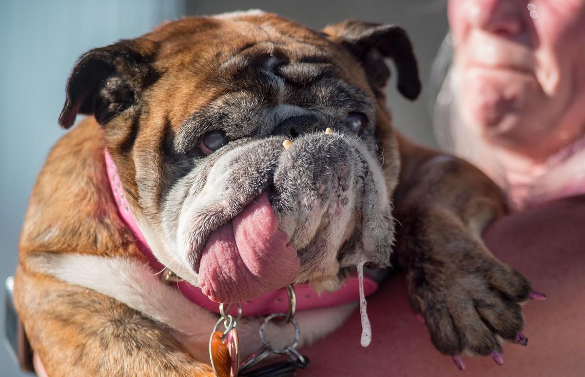 Zsa Zsa, an English Bulldog, drools while competing in The World’s Ugliest Dog Competition in Petaluma, north of San Francisco, California on June 23, 2018.