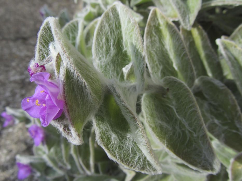 Tradescantia sillamontana.