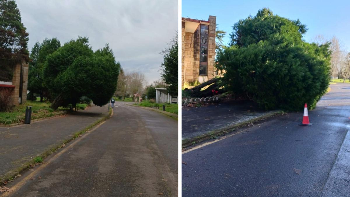El árbol, antes y depsués de caer, de la Ciudad de Vacaciones de Perlora