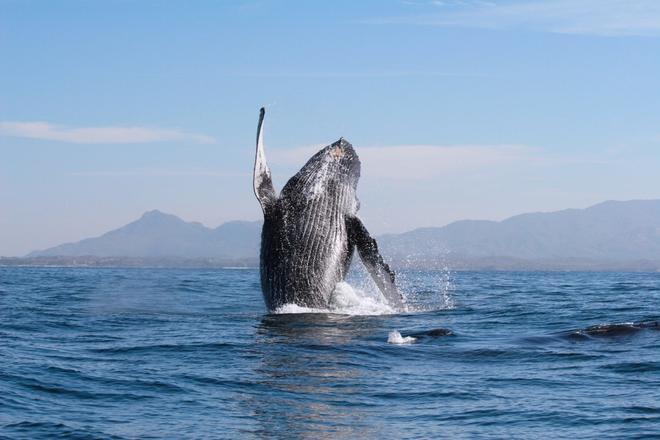 Avistamiento ballenas, Riviera Nayarit