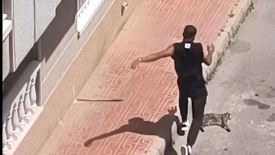 La Policía Local de Torrevieja detiene a un hombre por matar a golpes al gato de su expareja en la calle