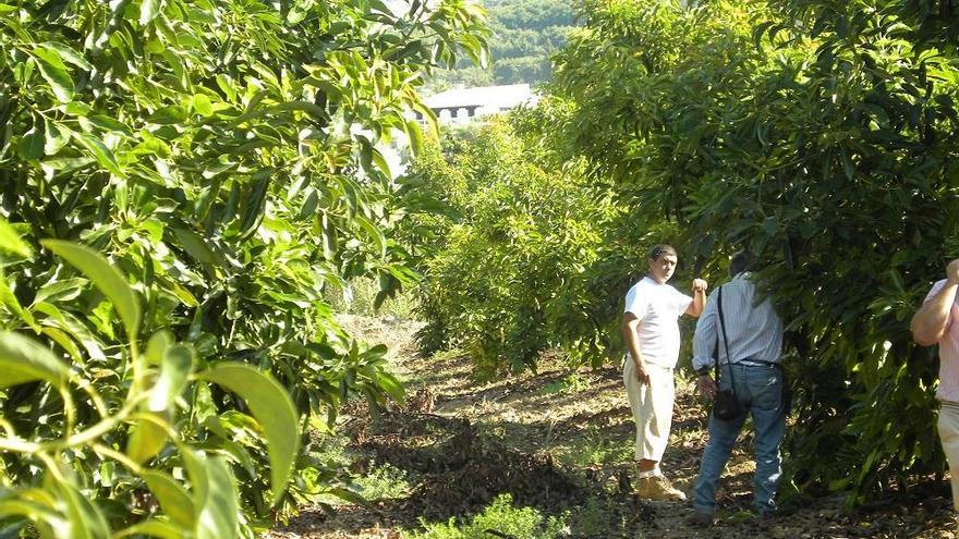 Trabajos en una finca agrícola de Málaga.