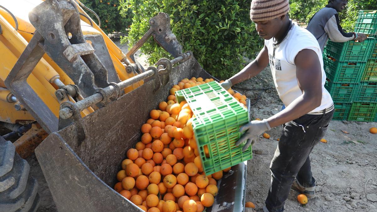 Un jornalero recolectando naranjas para repartir en la protesta contra el recorte del Tajo-Segura