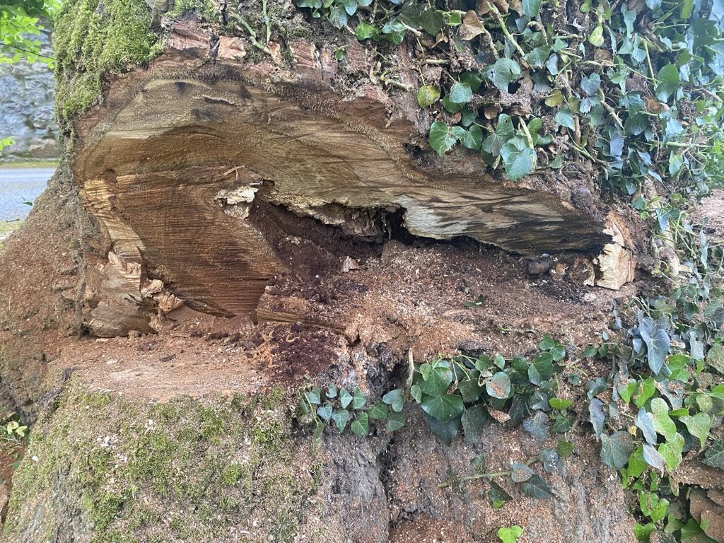 Nueva tala en el robledal de San Antoniu. en Cangas de Onís