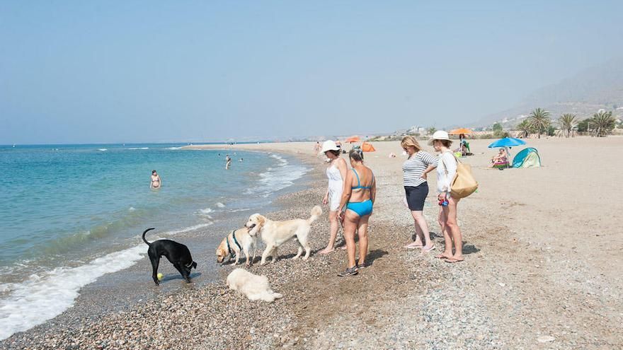 Perros y bañistas disfrutan de una playa canina en Mazarrón.