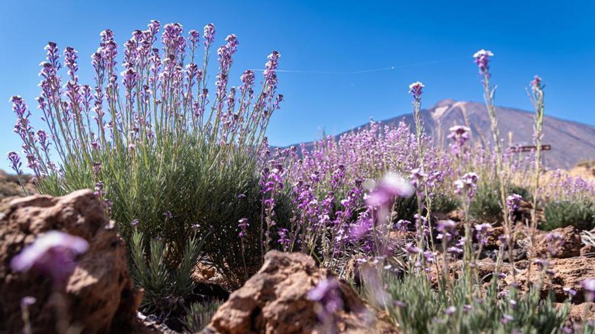 Flores del alhelí con el Teide al fondo