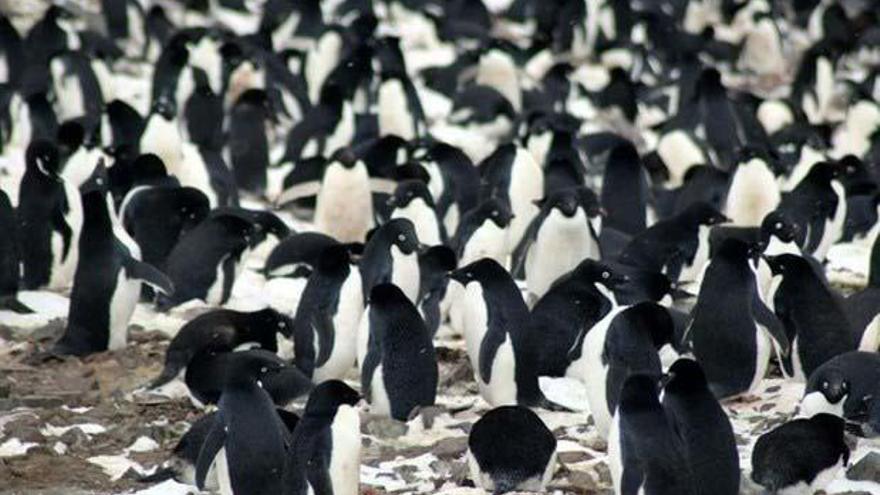 Encuentran un millón y medio de pingüinos en la Antártida