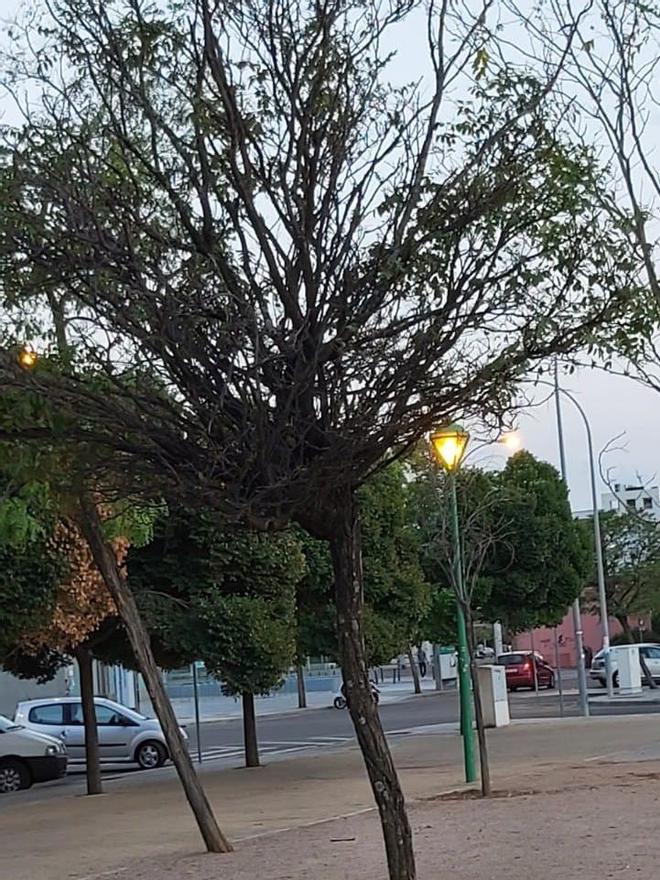 Estado de algunos de los árboles según la denuncia del PSOE.