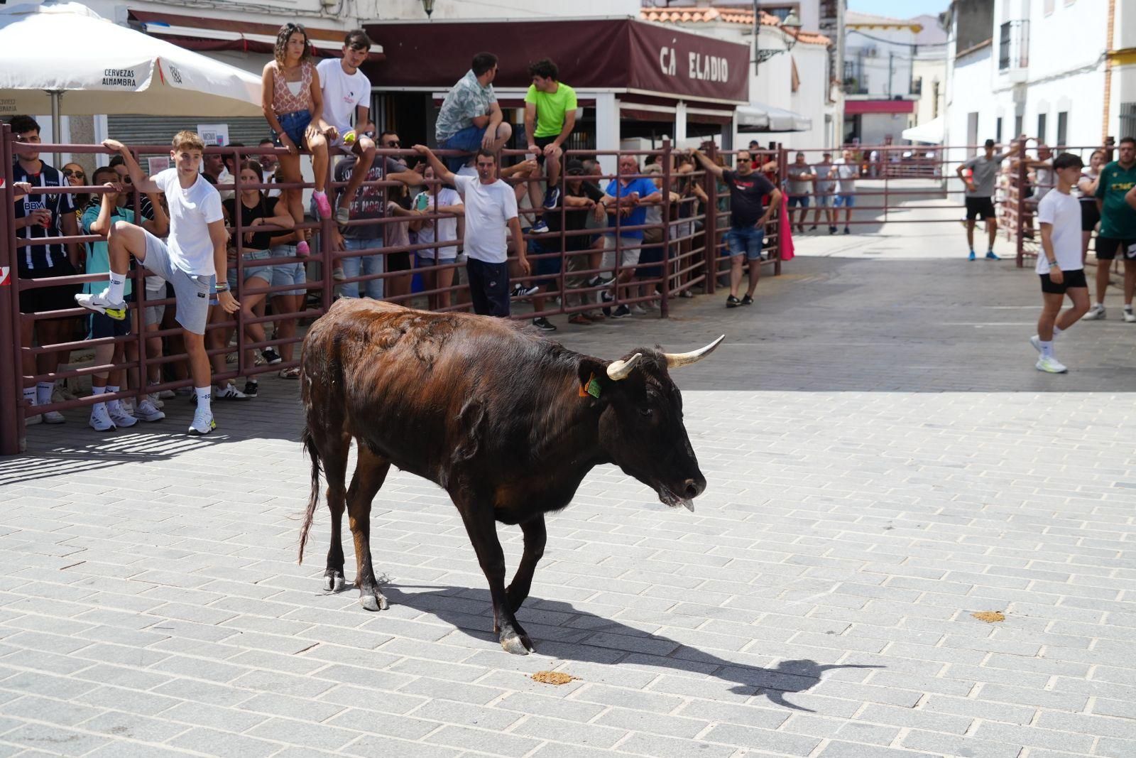 Alcaracejos vive con intensidad el inicio de sus tradicionales encierros de vaquillas