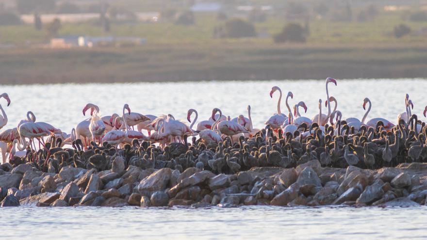 La cría de flamencos en la laguna rosa de Torrevieja se consolida con más de 2.000 parejas