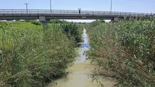 Orihuela reclama a la CHS que desbroce el río ante el riesgo de lluvias torrenciales