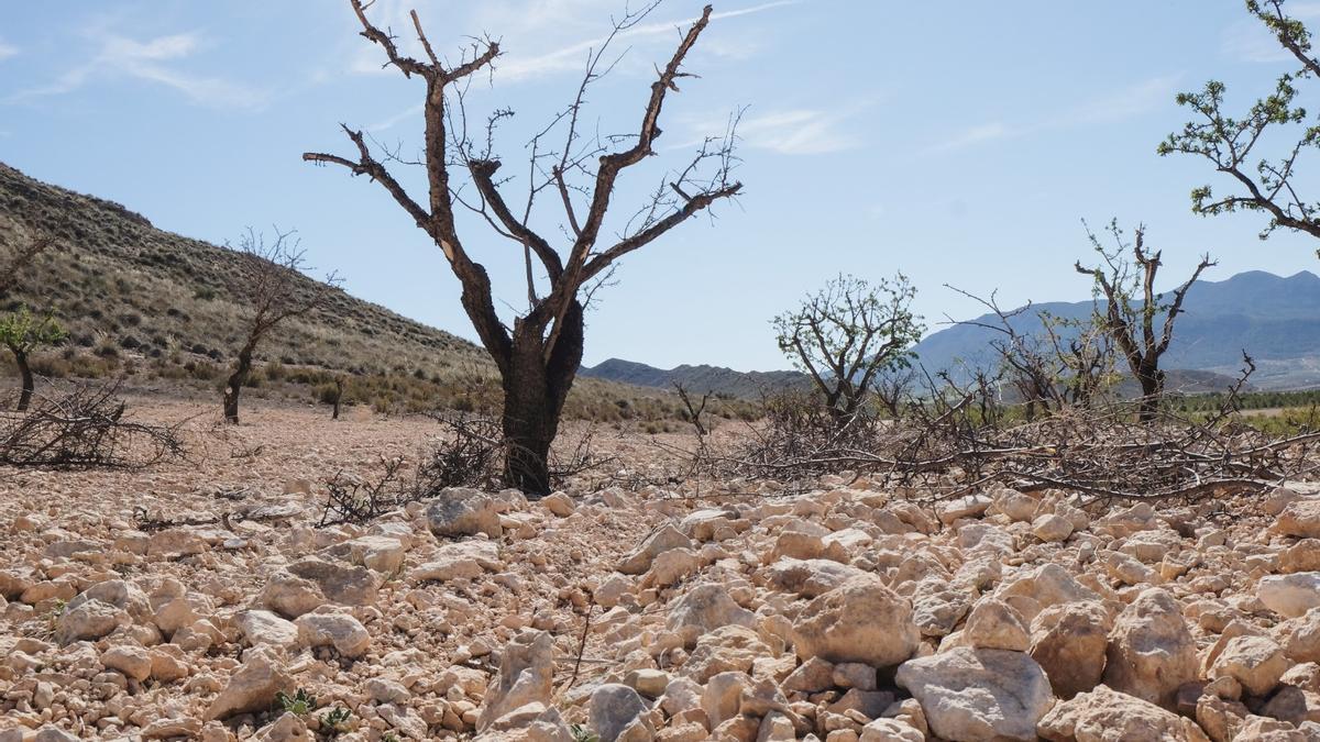 Almendros dañados por la falta de agua en Jumilla.