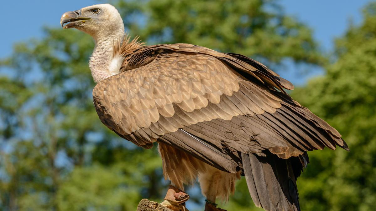 Un ejemplar de buitre leonado, de cerca