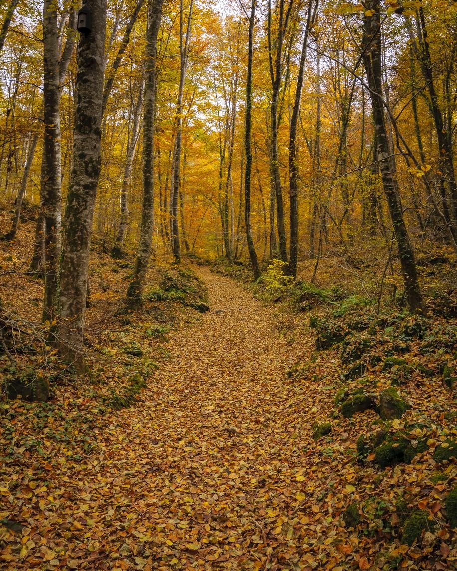 Los colores de la Fageda d'en Jordà en otoño son espectaculares.