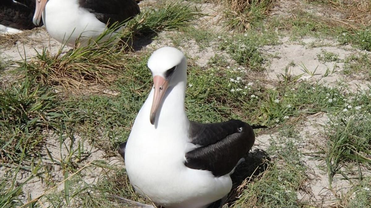 albatros de la reserva natural de las islas midwa