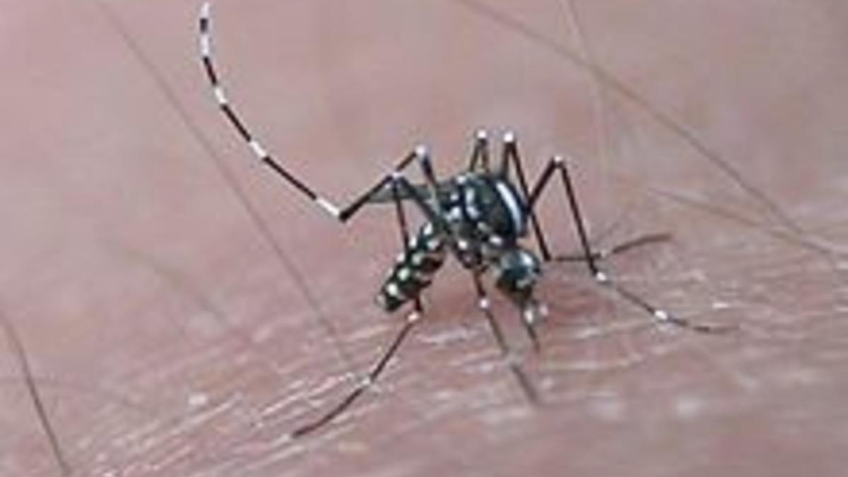 Aedes vittatus